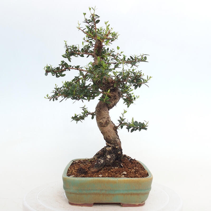 Zimmerbonsai - Myrtus communis - Gewöhnliche Myrte