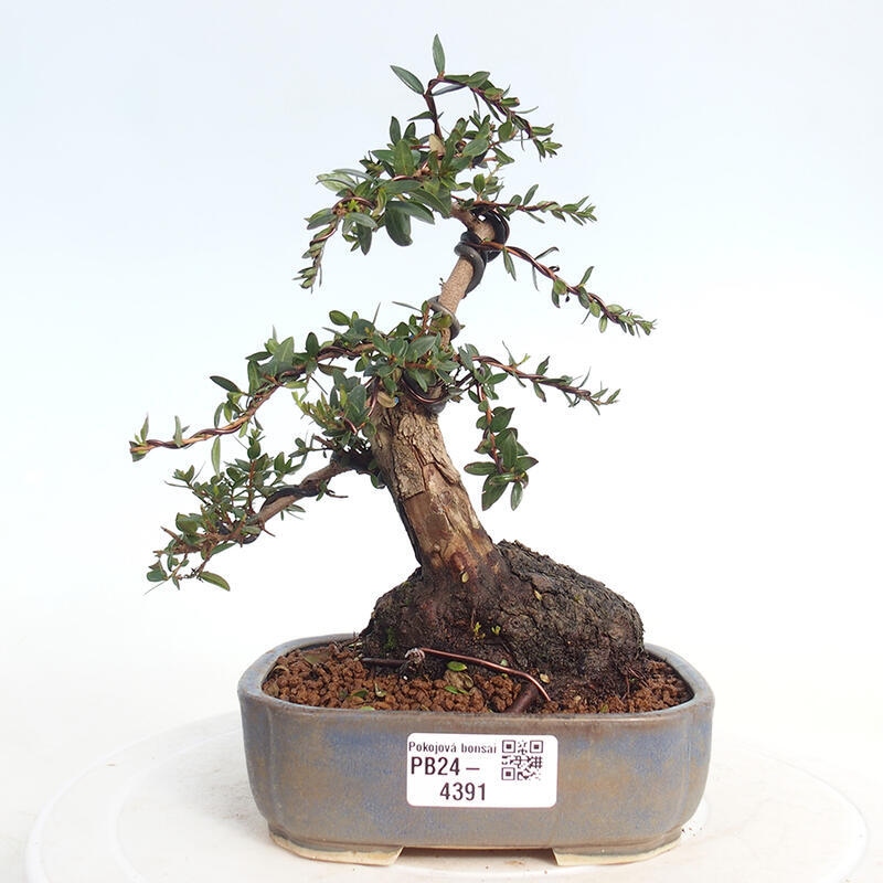 Zimmerbonsai - Myrtus communis - Gewöhnliche Myrte