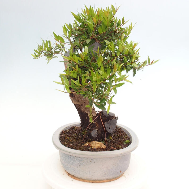 Zimmerbonsai - Myrtus communis - Gewöhnliche Myrte