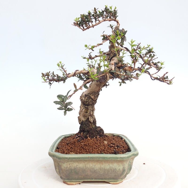 Zimmerbonsai - Myrtus communis - Gewöhnliche Myrte