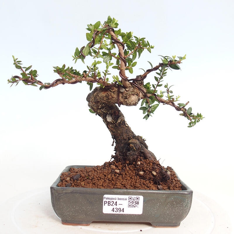 Zimmerbonsai - Myrtus communis - Gewöhnliche Myrte