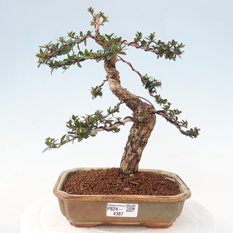 Zimmerbonsai - Myrtus communis - Gewöhnliche Myrte