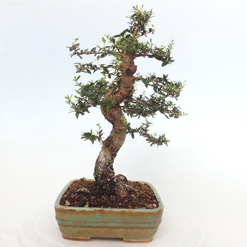 Zimmerbonsai - Myrtus communis - Gewöhnliche Myrte