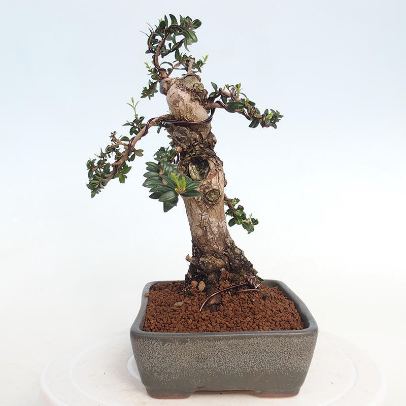 Zimmerbonsai - Myrtus communis - Gewöhnliche Myrte