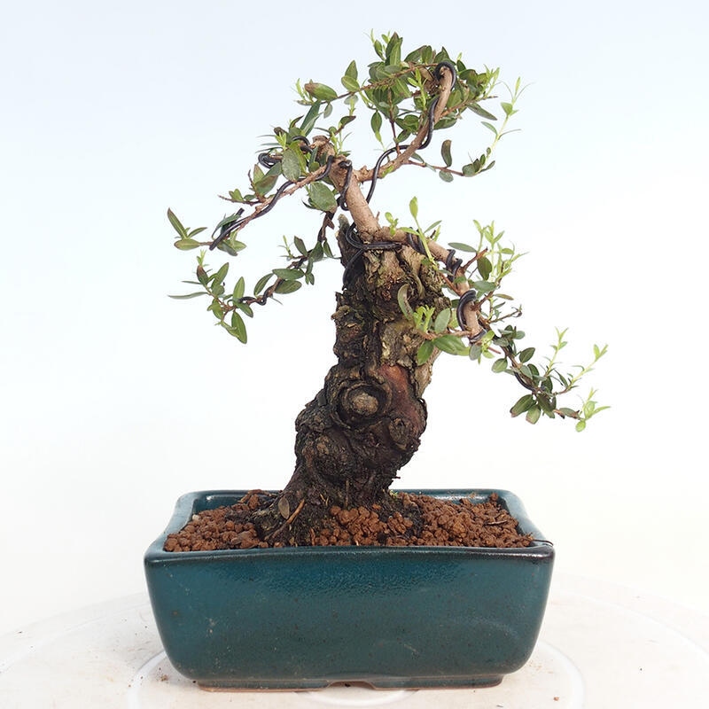 Zimmerbonsai - Myrtus communis - Gewöhnliche Myrte