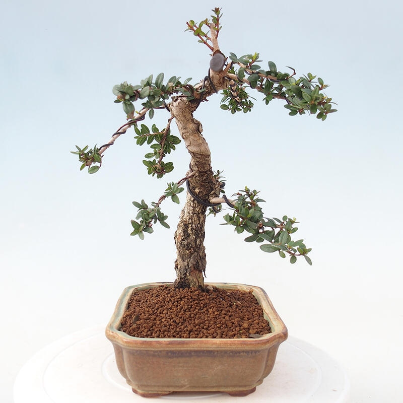 Zimmerbonsai - Myrtus communis - Gewöhnliche Myrte