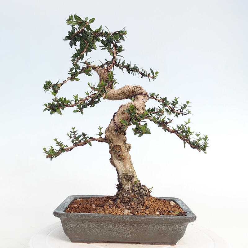 Zimmerbonsai - Myrtus communis - Gewöhnliche Myrte