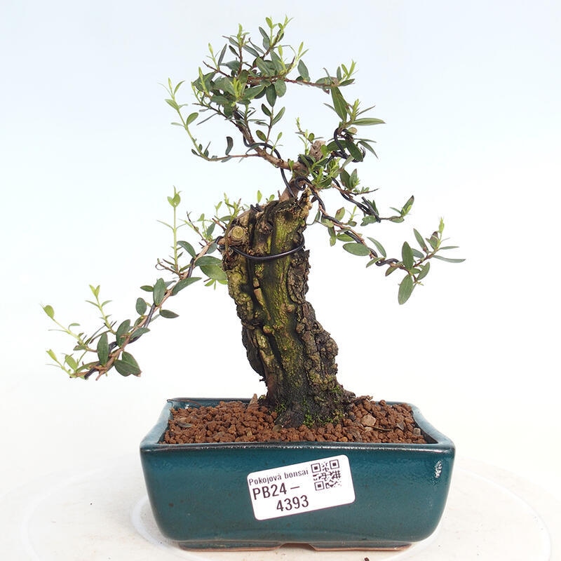 Zimmerbonsai - Myrtus communis - Gewöhnliche Myrte