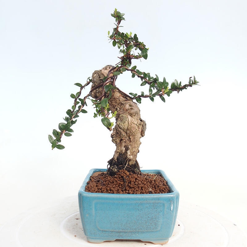 Zimmerbonsai - Myrtus communis - Gewöhnliche Myrte