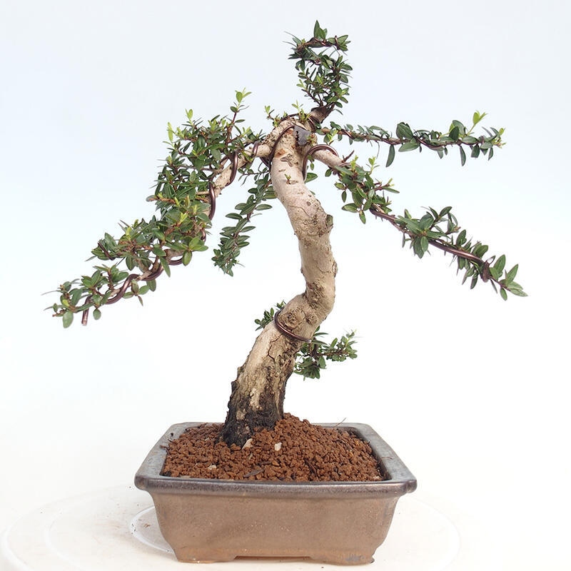 Zimmerbonsai - Myrtus communis - Gewöhnliche Myrte