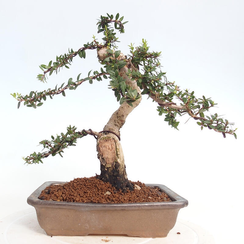 Zimmerbonsai - Myrtus communis - Gewöhnliche Myrte