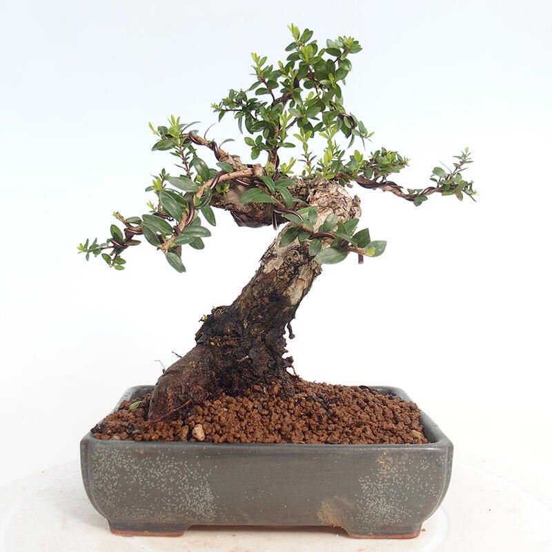 Zimmerbonsai - Myrtus communis - Gewöhnliche Myrte