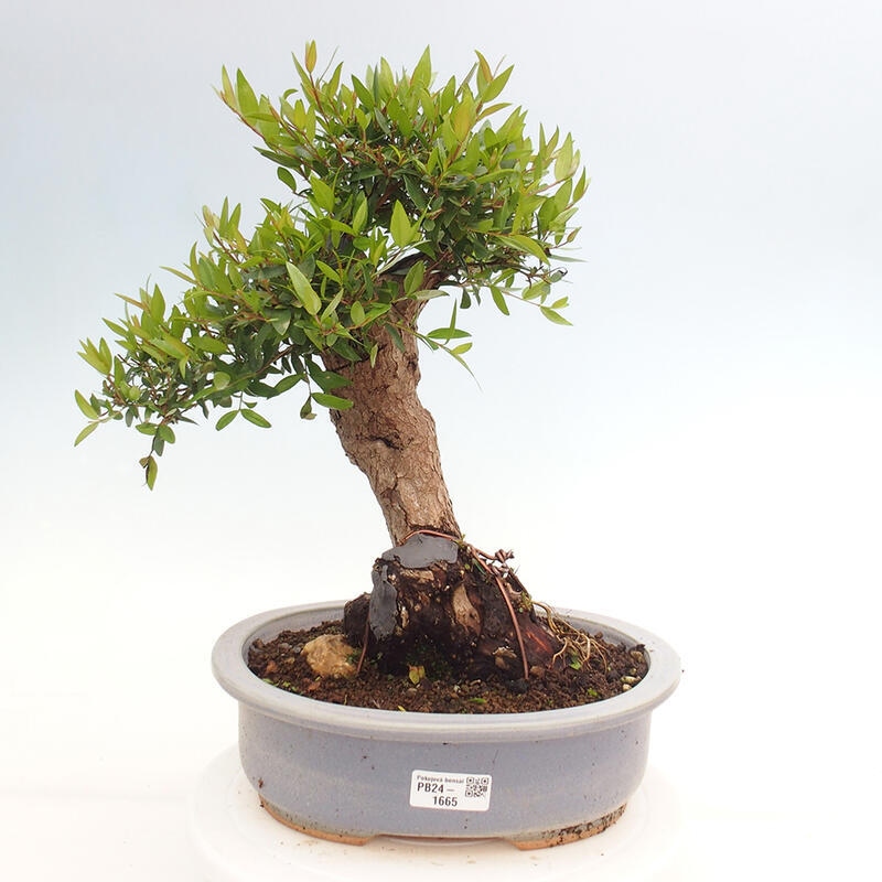 Zimmerbonsai - Myrtus communis - Gewöhnliche Myrte