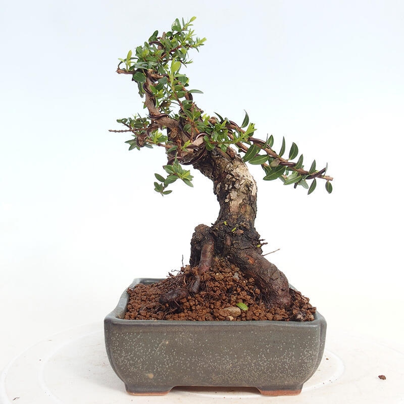 Zimmerbonsai - Myrtus communis - Gewöhnliche Myrte