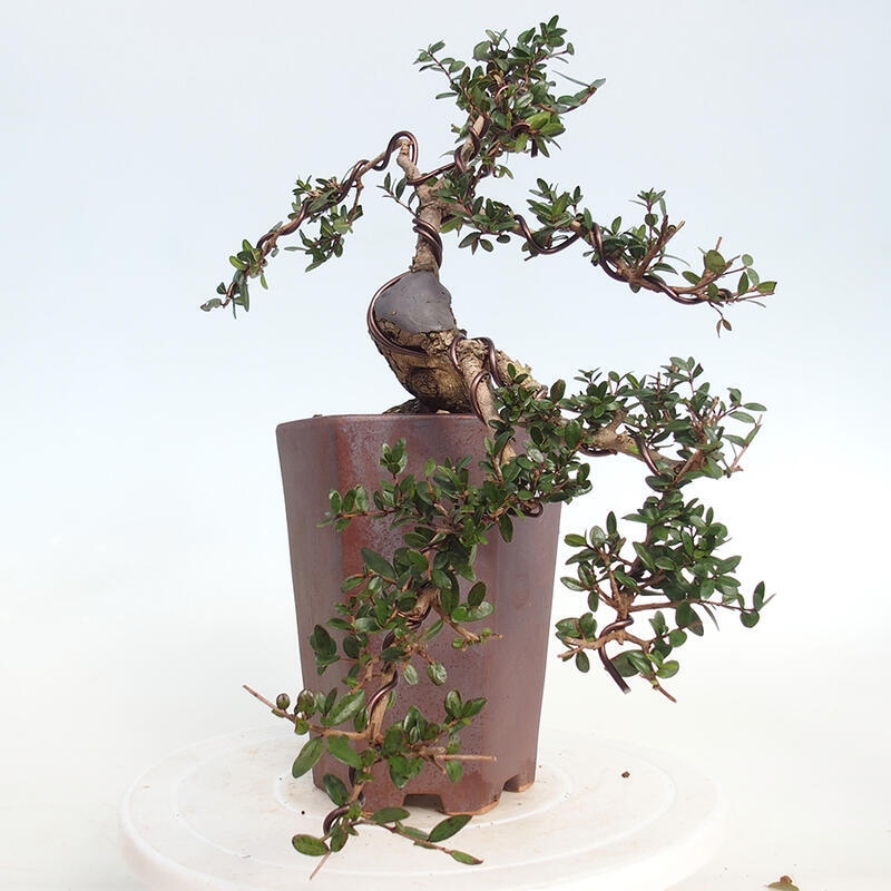 Zimmerbonsai - Myrtus communis - Gewöhnliche Myrte