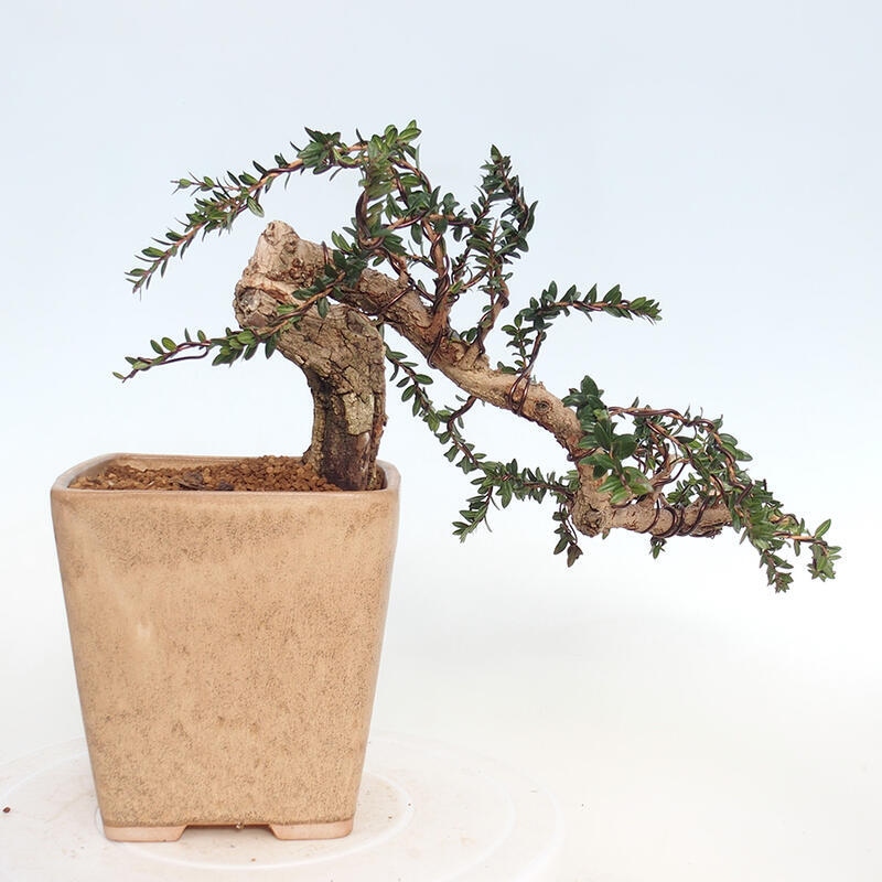 Zimmerbonsai - Myrtus communis - Gewöhnliche Myrte