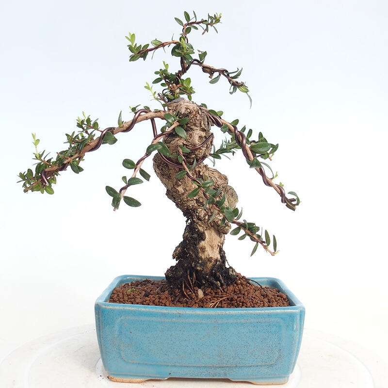 Zimmerbonsai - Myrtus communis - Gewöhnliche Myrte