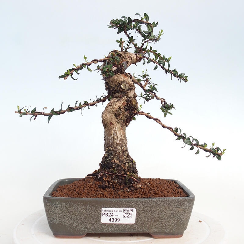 Zimmerbonsai - Myrtus communis - Gewöhnliche Myrte