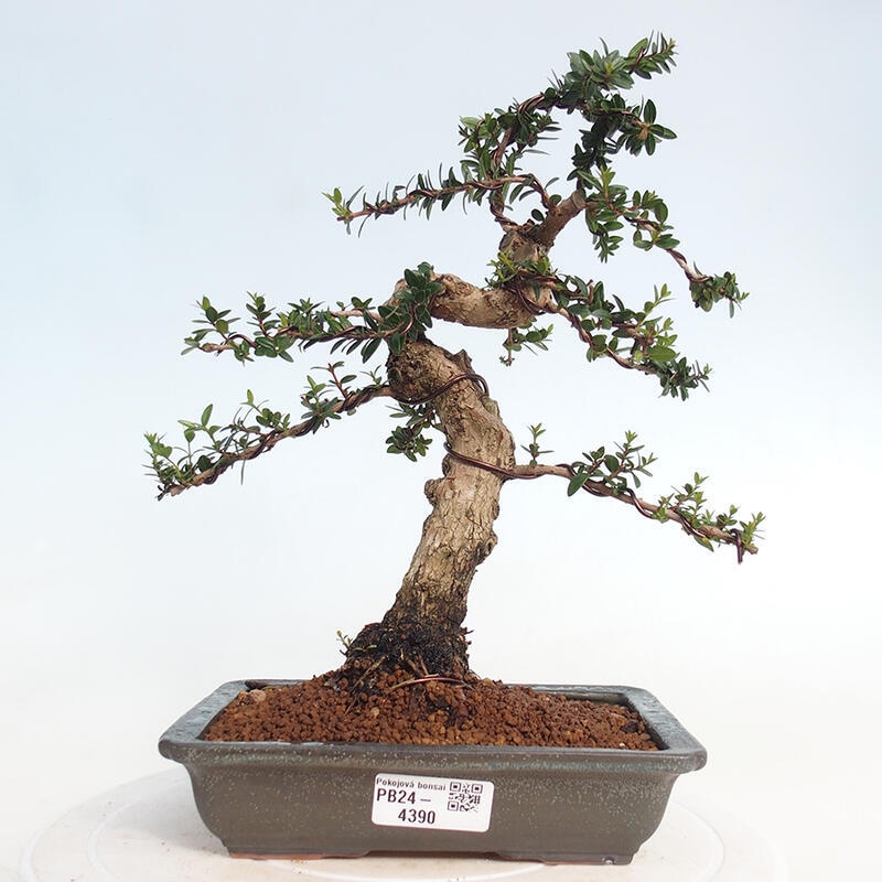 Zimmerbonsai - Myrtus communis - Gewöhnliche Myrte