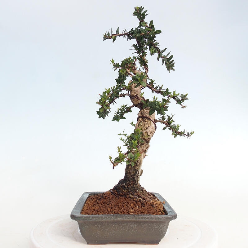 Zimmerbonsai - Myrtus communis - Gewöhnliche Myrte