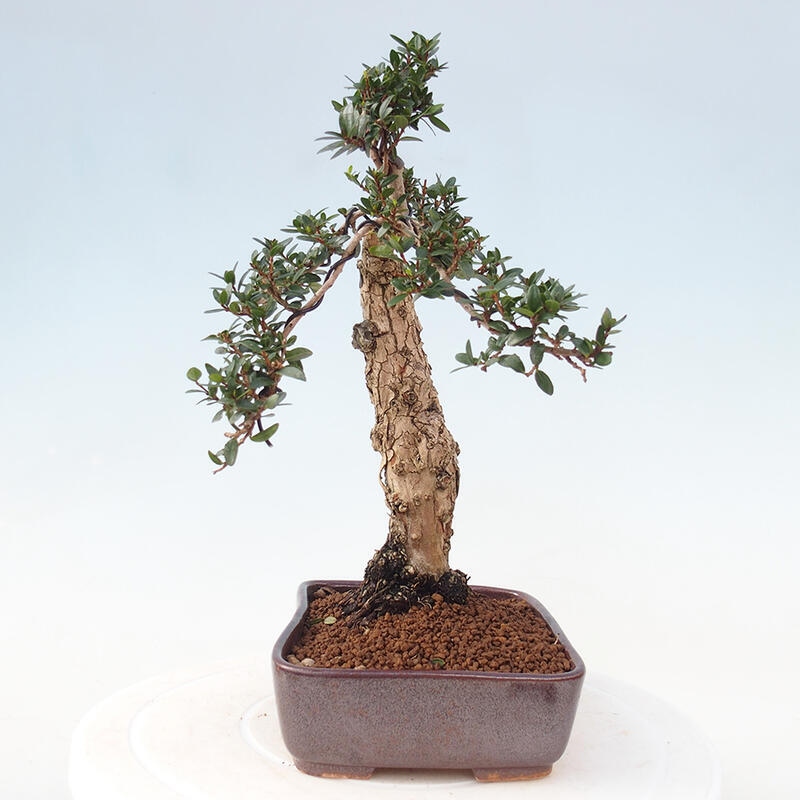 Zimmerbonsai - Myrtus communis - Gewöhnliche Myrte