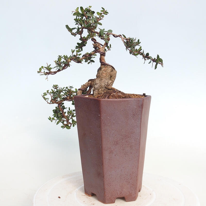 Zimmerbonsai - Myrtus communis - Gewöhnliche Myrte