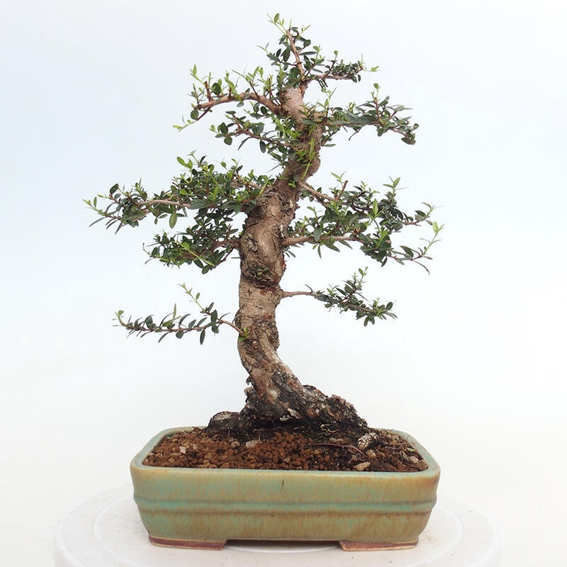 Zimmerbonsai - Myrtus communis - Gewöhnliche Myrte