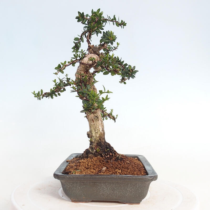 Zimmerbonsai - Myrtus communis - Gewöhnliche Myrte