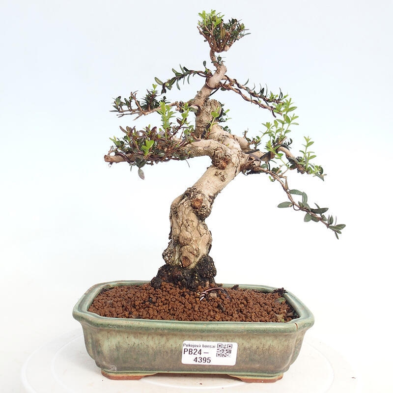 Zimmerbonsai - Myrtus communis - Gewöhnliche Myrte