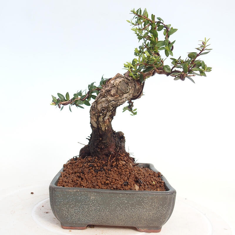 Zimmerbonsai - Myrtus communis - Gewöhnliche Myrte