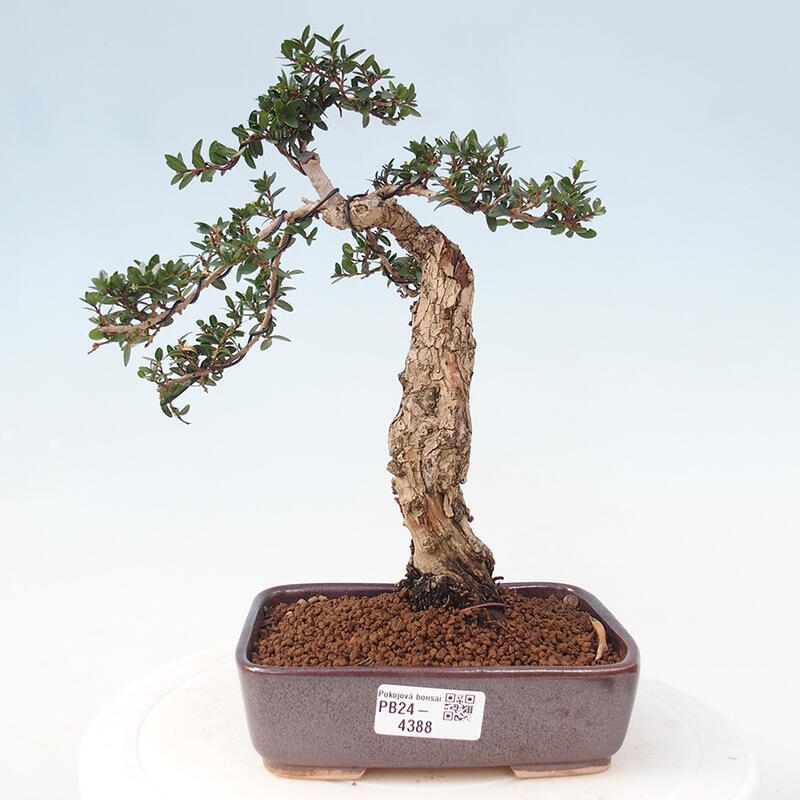 Zimmerbonsai - Myrtus communis - Gewöhnliche Myrte