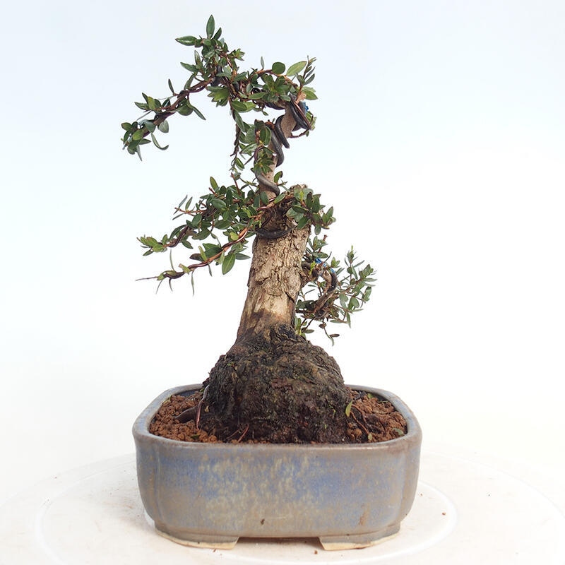 Zimmerbonsai - Myrtus communis - Gewöhnliche Myrte