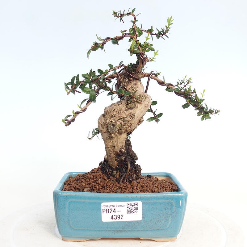 Zimmerbonsai - Myrtus communis - Gewöhnliche Myrte