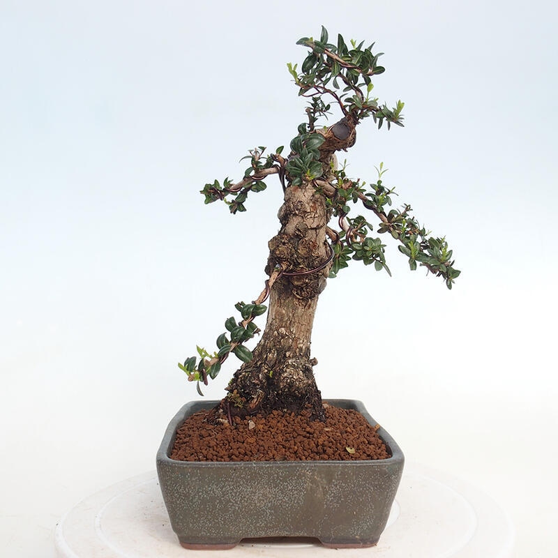 Zimmerbonsai - Myrtus communis - Gewöhnliche Myrte