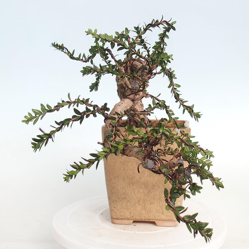 Zimmerbonsai - Myrtus communis - Gewöhnliche Myrte