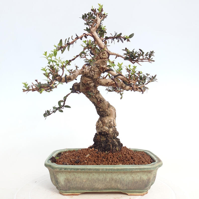 Zimmerbonsai - Myrtus communis - Gewöhnliche Myrte