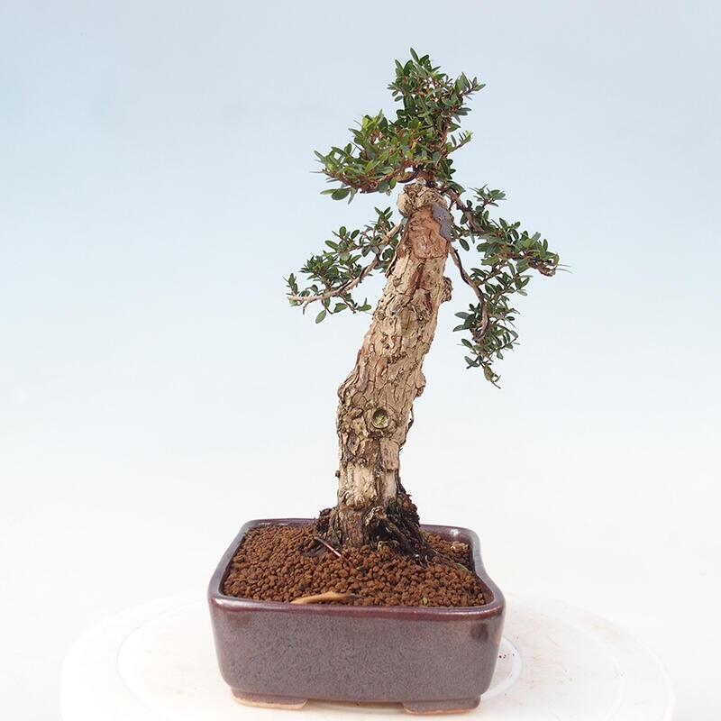 Zimmerbonsai - Myrtus communis - Gewöhnliche Myrte