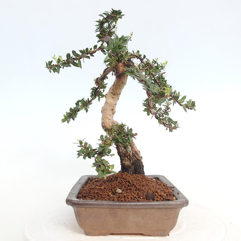 Zimmerbonsai - Myrtus communis - Gewöhnliche Myrte