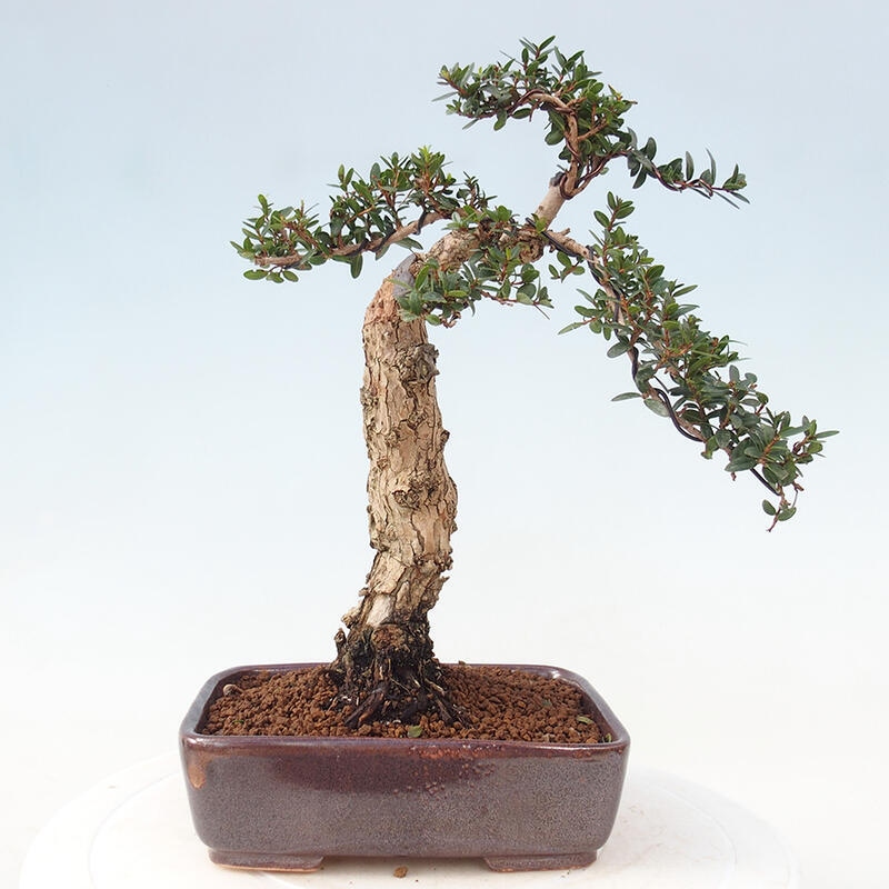 Zimmerbonsai - Myrtus communis - Gewöhnliche Myrte