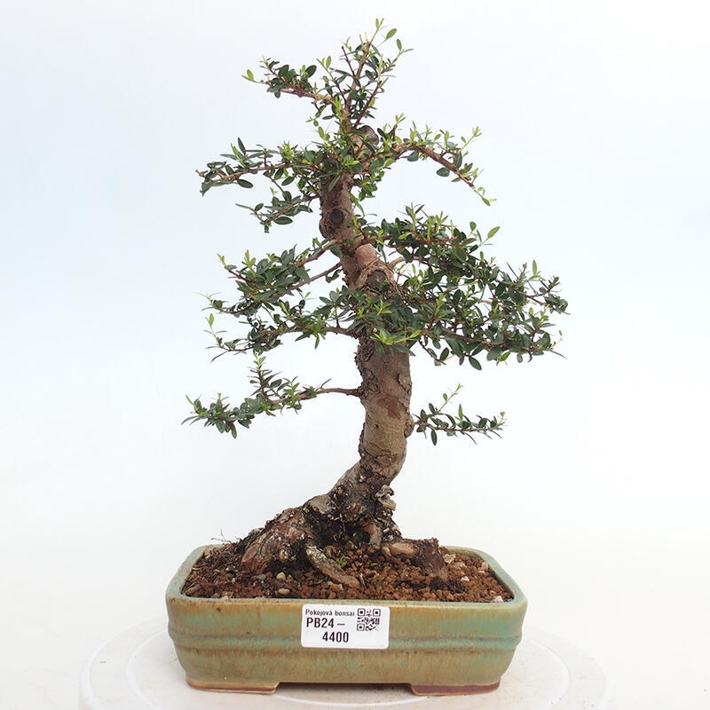 Zimmerbonsai - Myrtus communis - Gewöhnliche Myrte