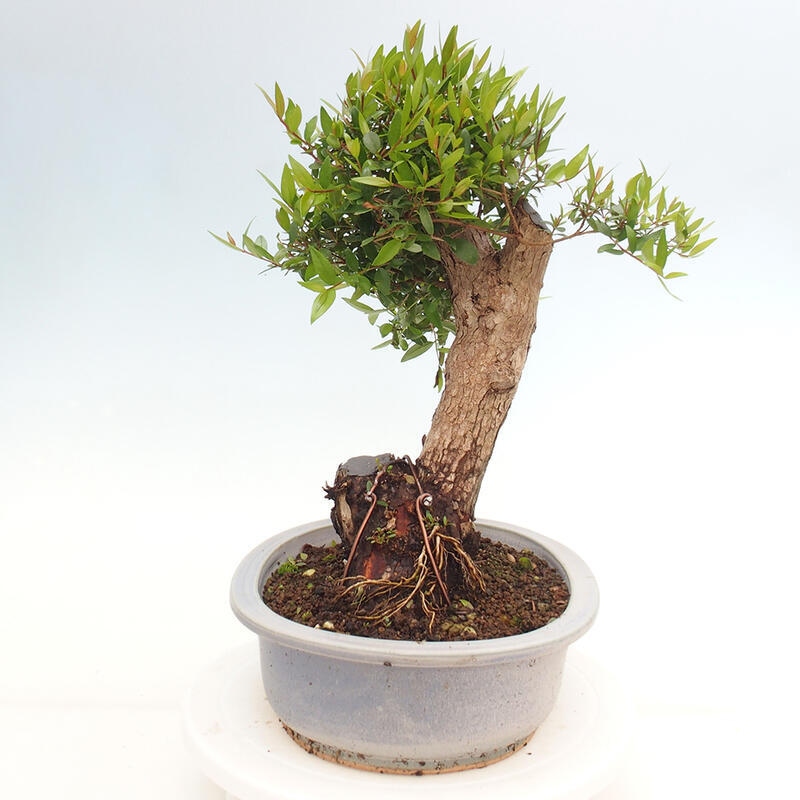 Zimmerbonsai - Myrtus communis - Gewöhnliche Myrte