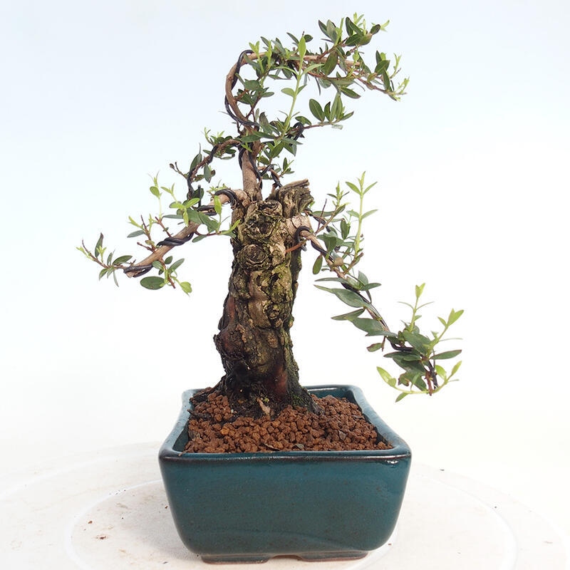 Zimmerbonsai - Myrtus communis - Gewöhnliche Myrte