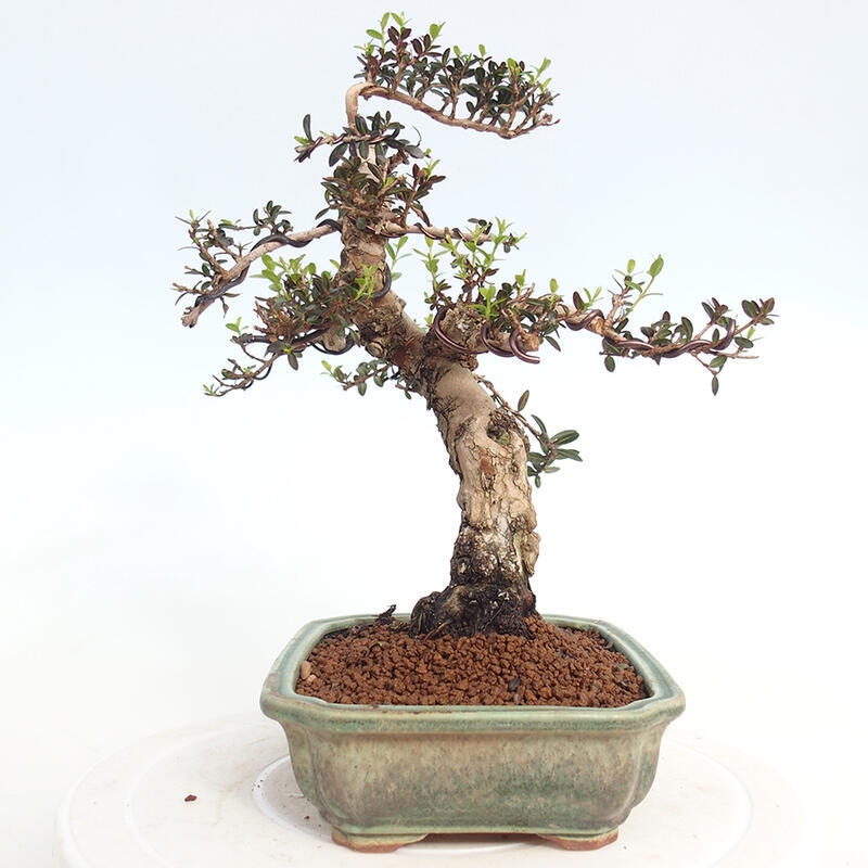 Zimmerbonsai - Myrtus communis - Gewöhnliche Myrte