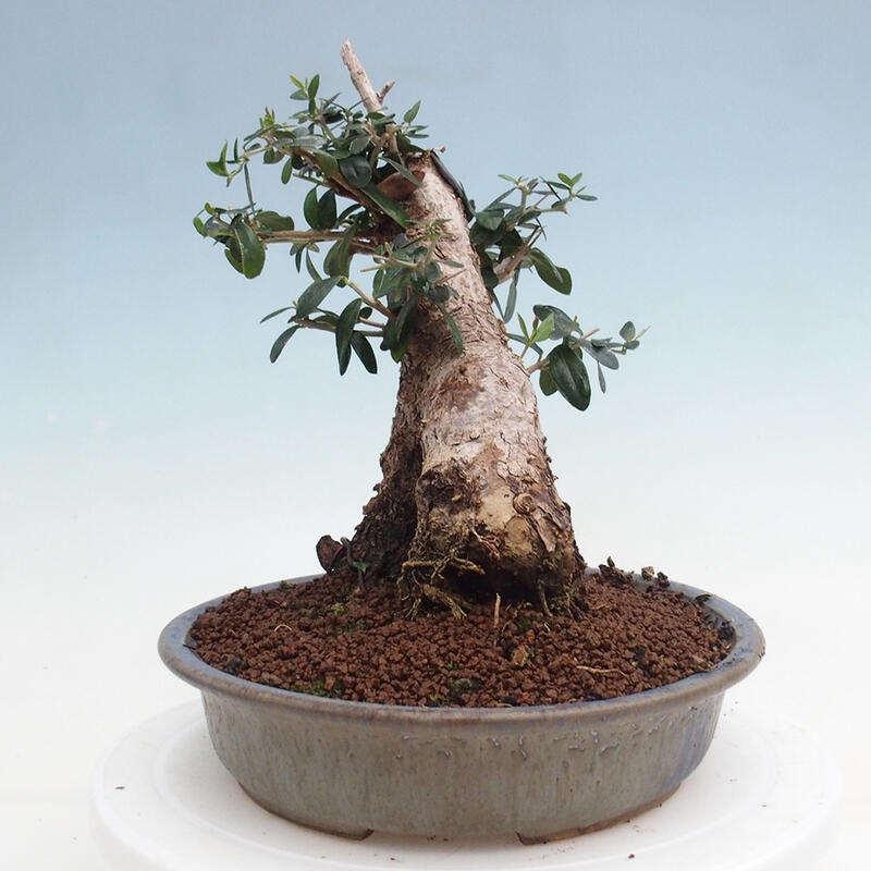 Zimmerbonsai – Olea europaea sylvestris – Kleinblättrige europäische Olive