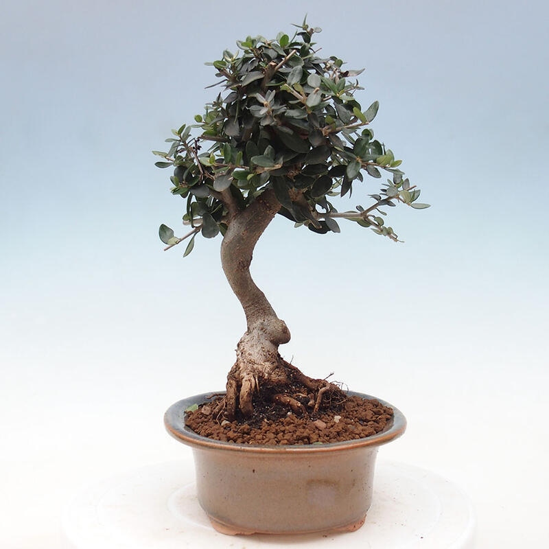 Indoor-Bonsai - Olea europaea sylvestris - Europäisches kleinblättriges Olivenöl