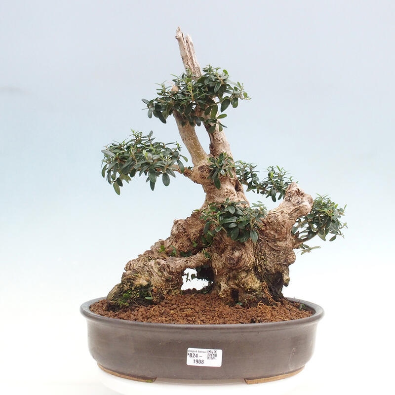 Zimmerbonsai – Olea europaea sylvestris – Kleinblättrige europäische Olive