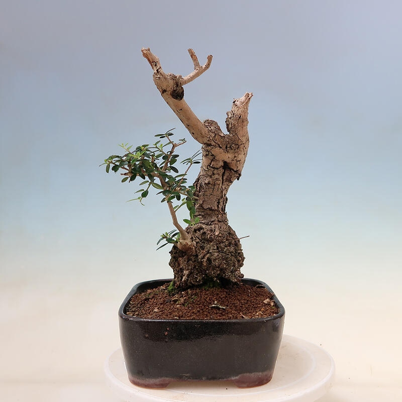 Indoor-Bonsai - Olea europaea sylvestris - Europäisches kleinblättriges Olivenöl