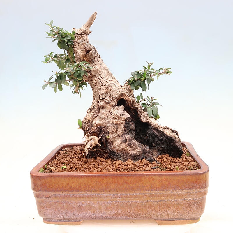 Zimmerbonsai – Olea europaea sylvestris – Kleinblättrige europäische Olive