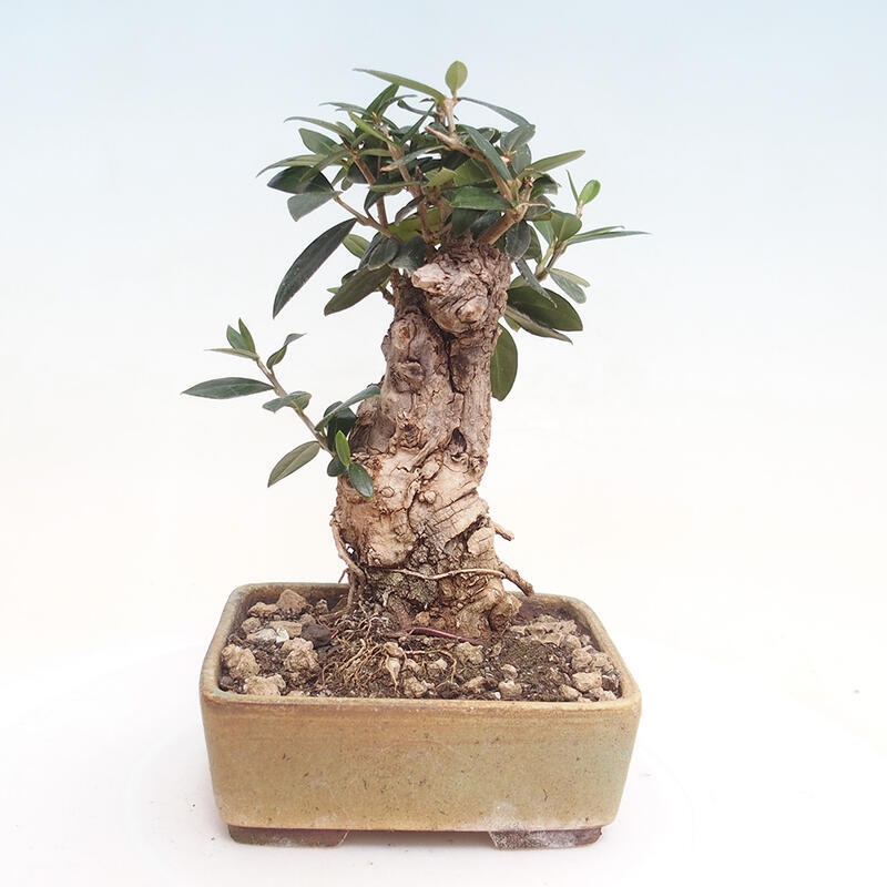 Indoor-Bonsai - Olea europaea sylvestris - Europäisches kleinblättriges Olivenöl