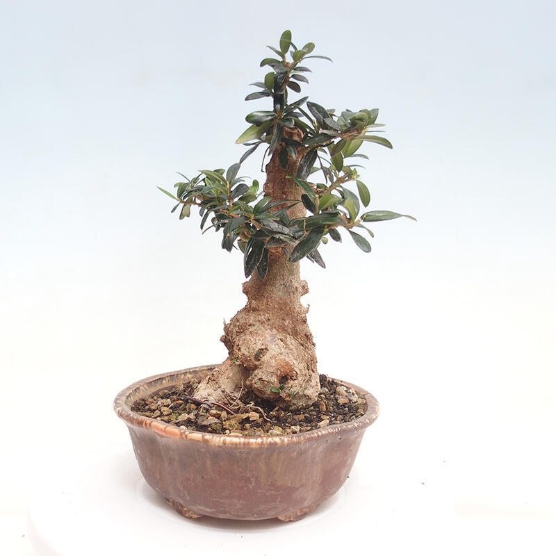 Indoor-Bonsai - Olea europaea sylvestris - Europäisches kleinblättriges Olivenöl